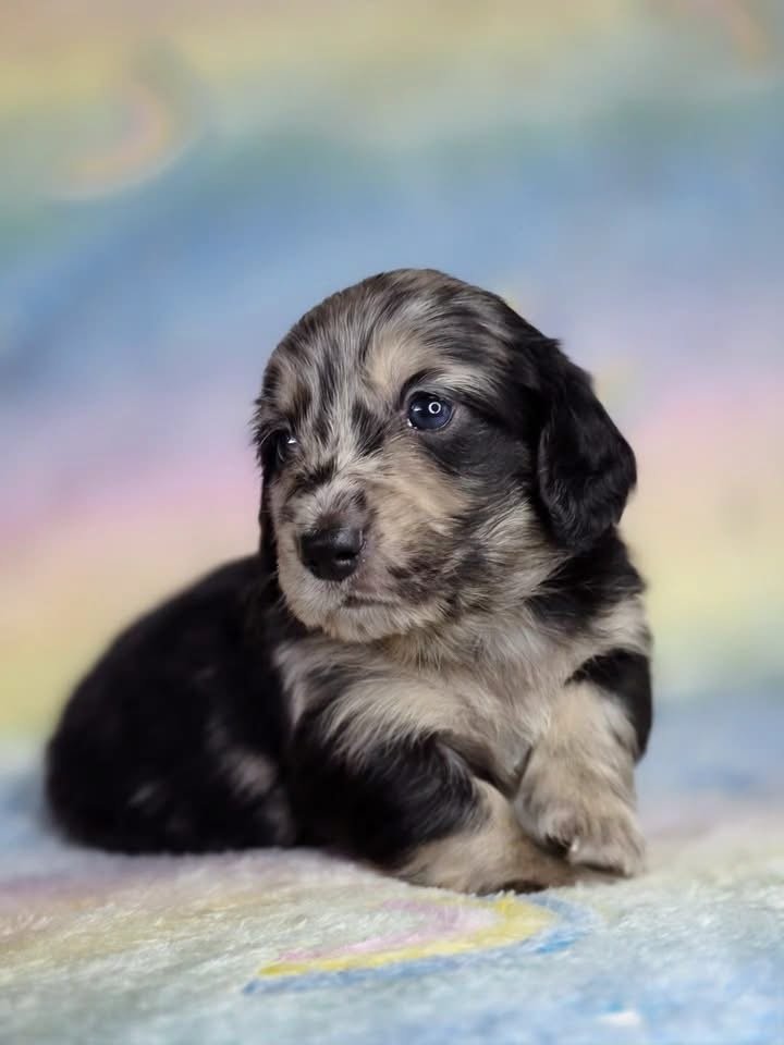 Bella