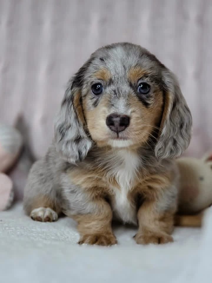 Milo