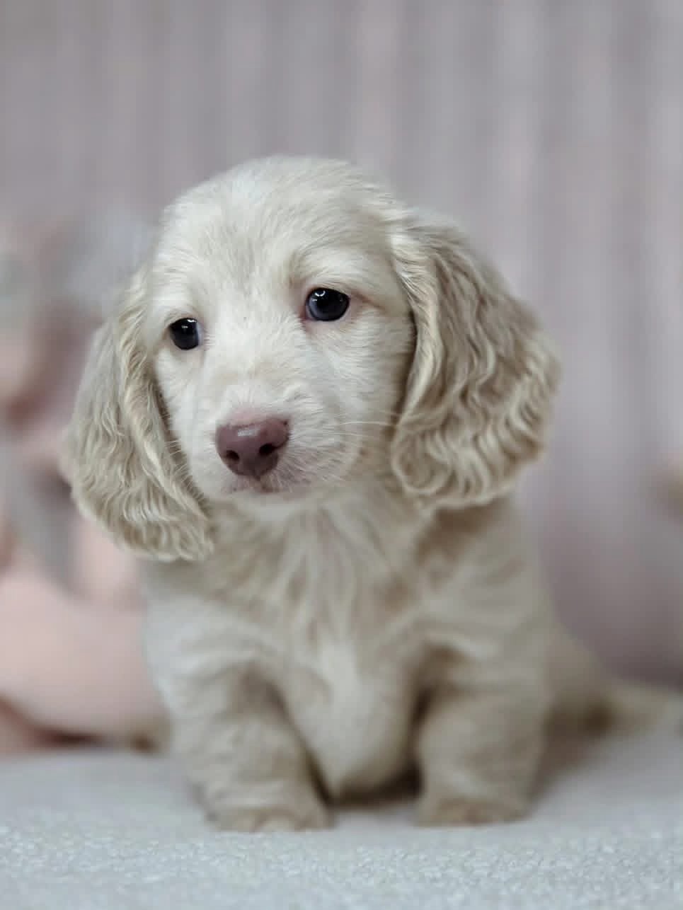 Dachshund puppies - Image 2