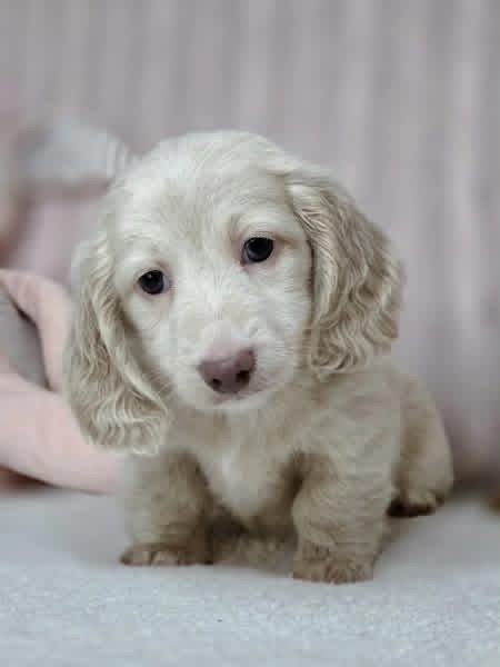 Dachshund puppies - Image 3