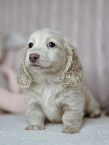 Dachshund puppies - Image 4