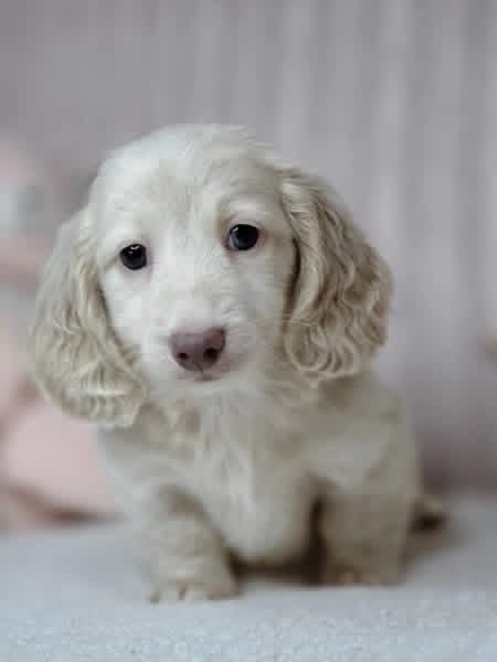 Dachshund puppies