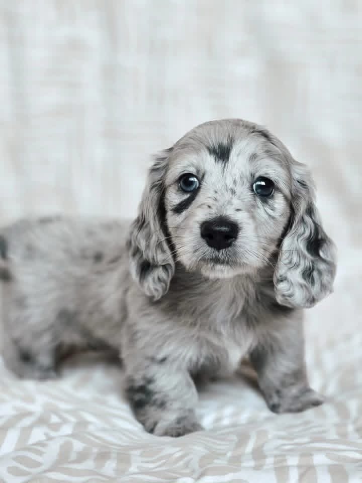 Dachshund Puppies