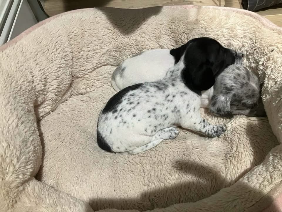 Dachshund puppy